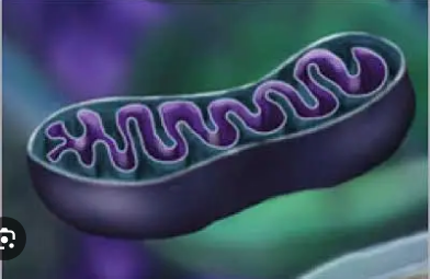 Semi-autonomous organelles CS08_2025